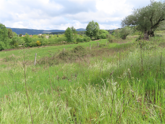 Image No.12-Propriété à vendre à Castelo Branco