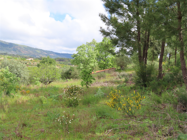 Image No.16-Propriété à vendre à Castelo Branco