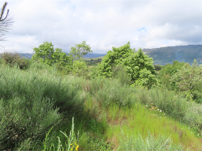 Image No.21-Propriété à vendre à Castelo Branco