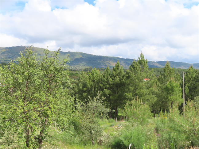 Image No.24-Propriété à vendre à Castelo Branco