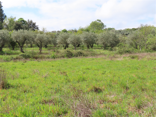 Image No.7-Propriété à vendre à Castelo Branco