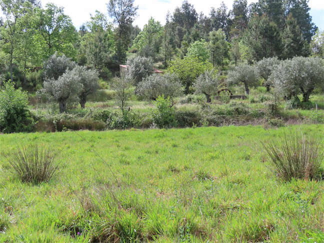 Image No.8-Propriété à vendre à Castelo Branco