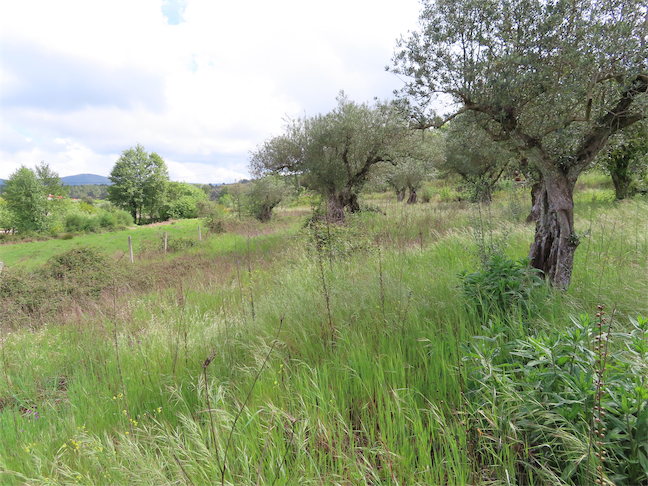 Image No.10-Propriété à vendre à Castelo Branco