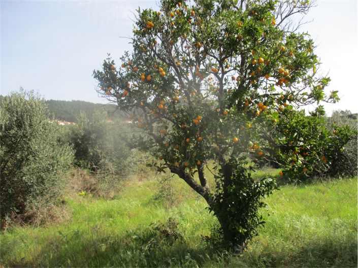 Image No.10-Propriété à vendre à Castelo Branco