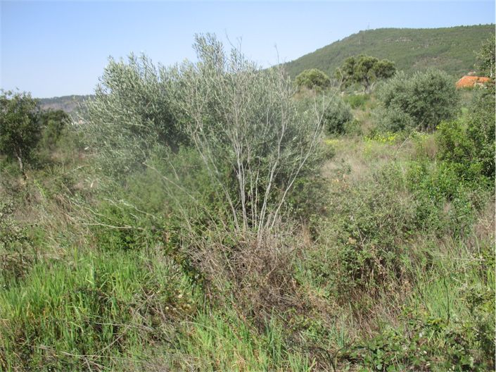 Image No.16-Propriété à vendre à Castelo Branco