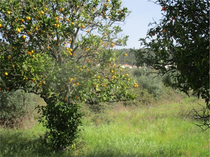 Image No.23-Propriété à vendre à Castelo Branco