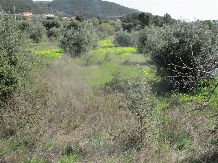 Image No.24-Propriété à vendre à Castelo Branco