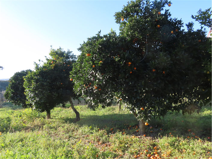 Image No.3-6 Bed Property for sale