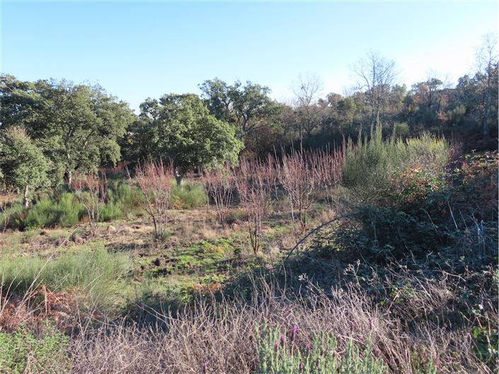 Image No.10-Propriété à vendre à Castelo Branco