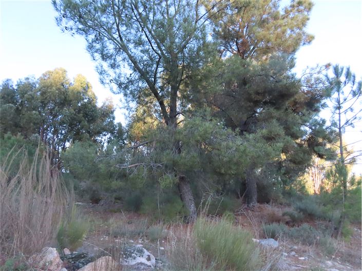 Image No.43-Propriété à vendre à Castelo Branco