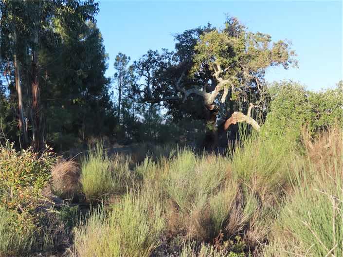 Image No.45-Propriété à vendre à Castelo Branco