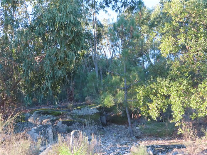 Image No.46-Propriété à vendre à Castelo Branco