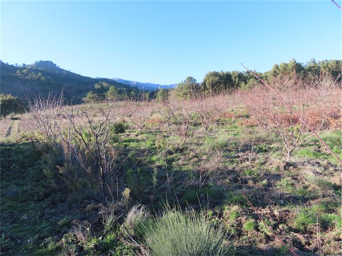 Image No.7-Propriété à vendre à Castelo Branco