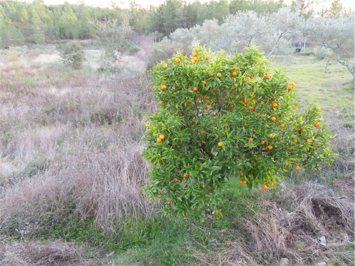 Image No.11-Propriété à vendre à Castelo Branco