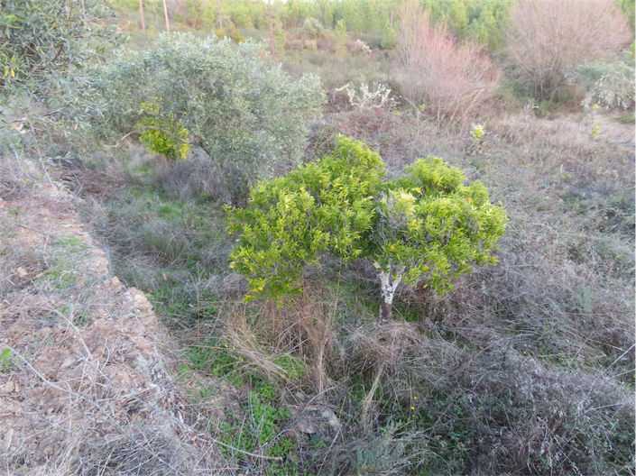 Image No.12-Propriété à vendre à Castelo Branco