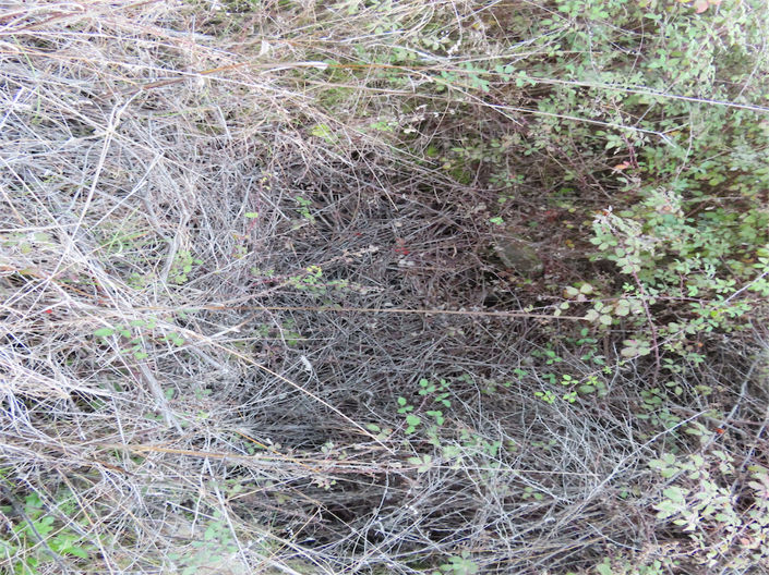 Image No.13-Propriété à vendre à Castelo Branco