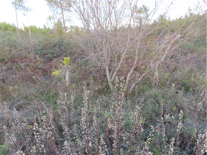 Image No.14-Propriété à vendre à Castelo Branco