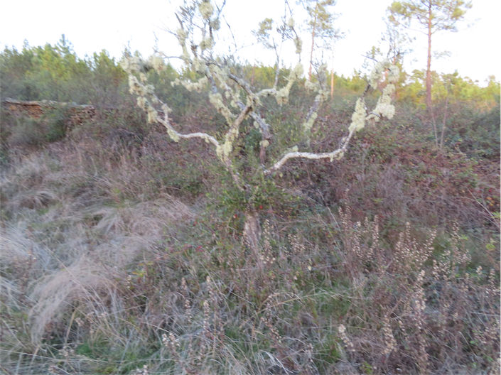 Image No.16-Propriété à vendre à Castelo Branco