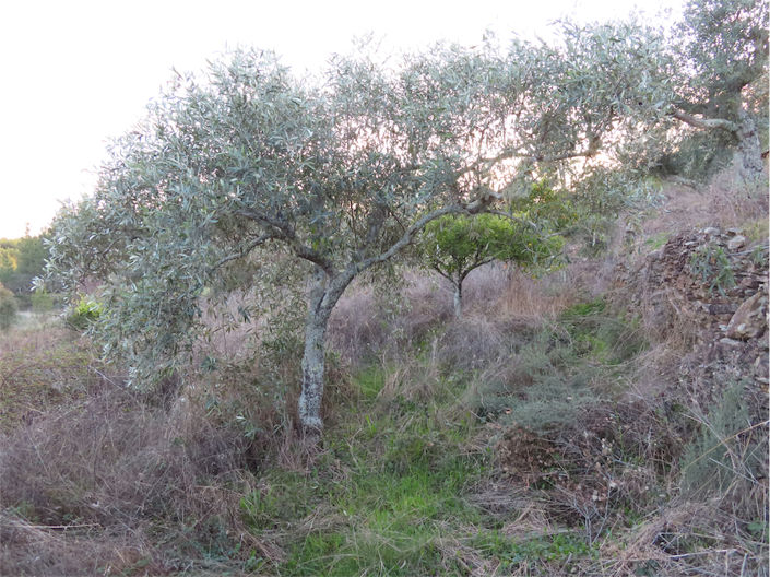 Image No.17-Propriété à vendre à Castelo Branco