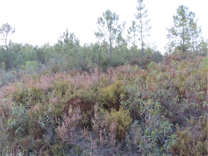 Image No.7-Propriété à vendre à Castelo Branco