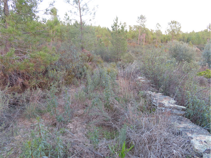 Image No.8-Propriété à vendre à Castelo Branco