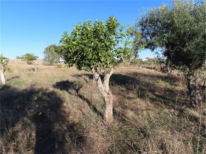 Image No.15-Propriété de 3 chambres à vendre à Castelo Branco