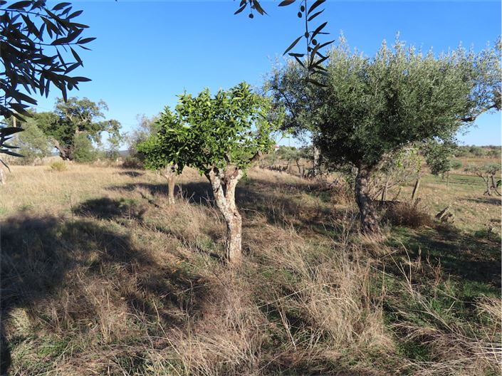 Image No.21-Propriété de 3 chambres à vendre à Castelo Branco