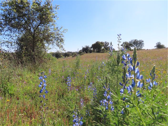 Image No.37-Propriété de 2 chambres à vendre à Castelo Branco