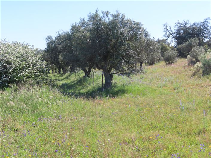 Image No.39-Propriété de 2 chambres à vendre à Castelo Branco