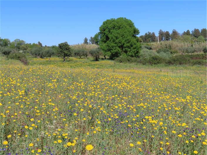 Image No.4-Propriété de 2 chambres à vendre à Castelo Branco