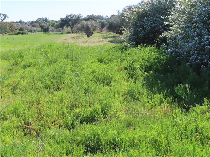 Image No.41-Propriété de 2 chambres à vendre à Castelo Branco