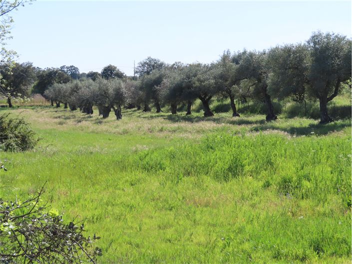 Image No.43-Propriété de 2 chambres à vendre à Castelo Branco