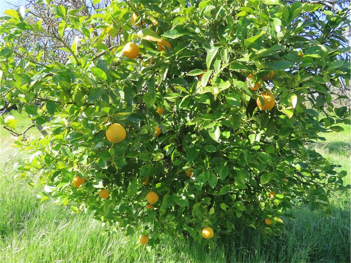 Image No.47-Propriété de 2 chambres à vendre à Castelo Branco