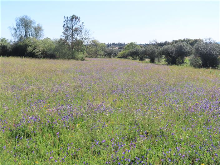 Image No.49-Propriété de 2 chambres à vendre à Castelo Branco