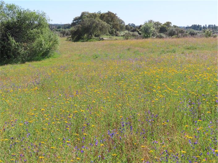 Image No.5-Propriété de 2 chambres à vendre à Castelo Branco