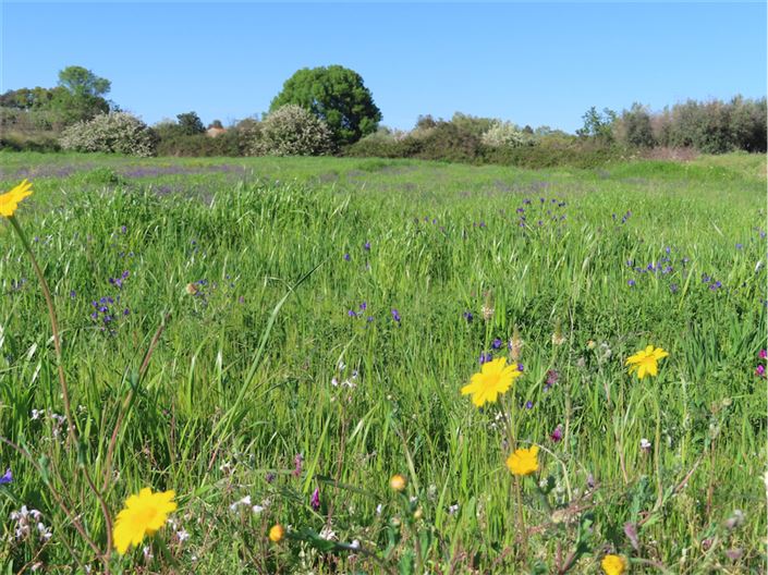 Image No.7-Propriété de 2 chambres à vendre à Castelo Branco