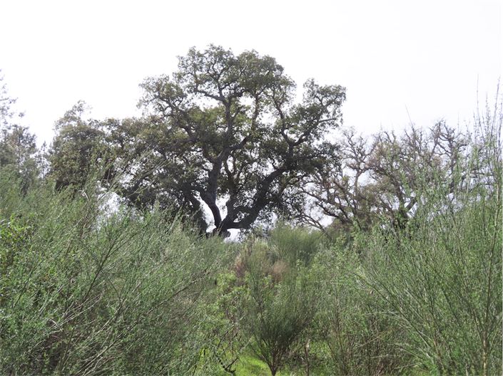 Image No.10-Propriété à vendre à Castelo Branco