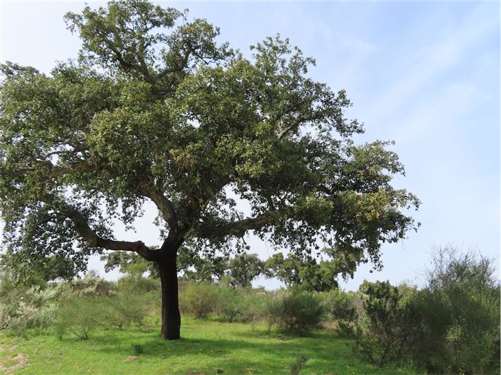 Image No.13-Propriété à vendre à Castelo Branco