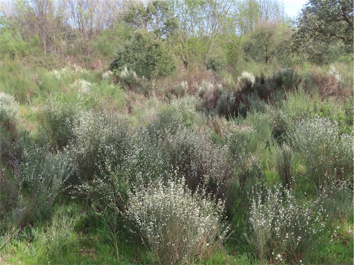 Image No.17-Propriété à vendre à Castelo Branco