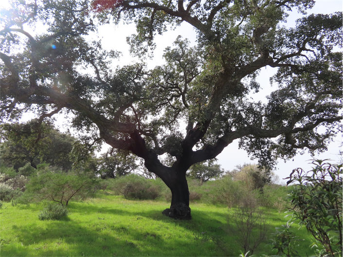 Image No.2-Propriété à vendre à Castelo Branco