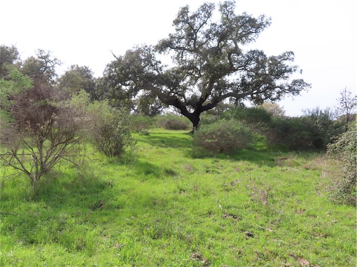 Image No.3-Propriété à vendre à Castelo Branco