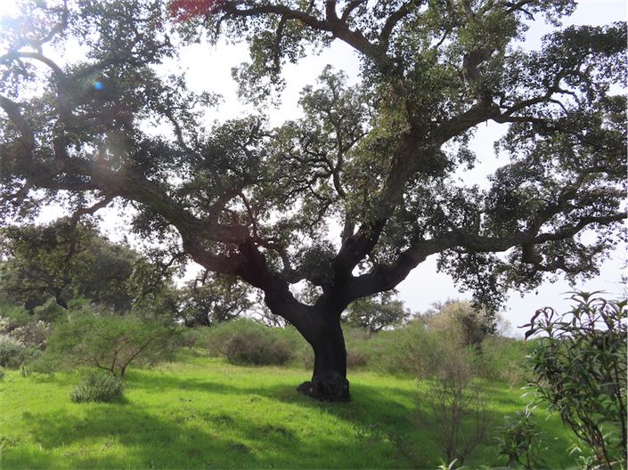 Image No.4-Propriété à vendre à Castelo Branco