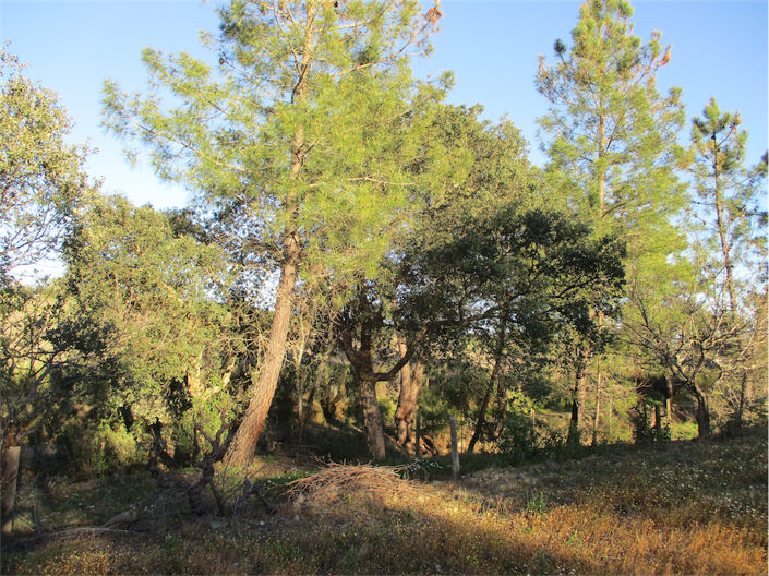 Image No.10-Propriété à vendre à Castelo Branco