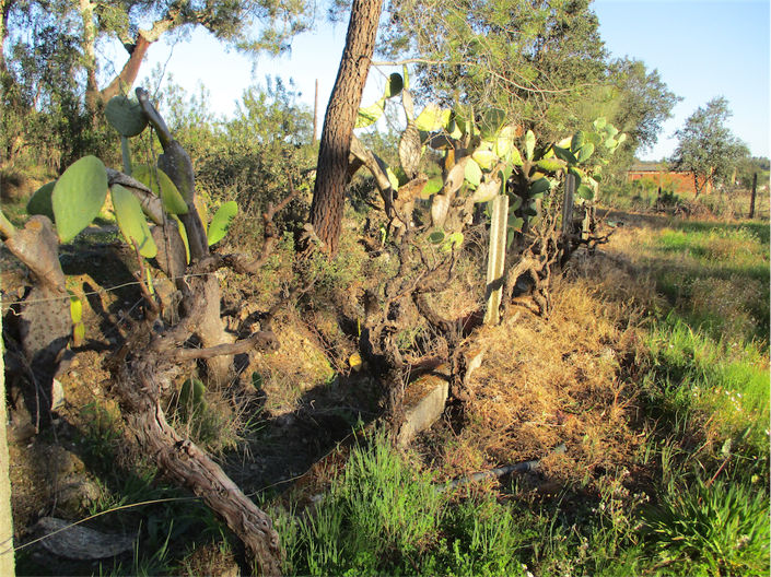 Image No.15-Propriété à vendre à Castelo Branco