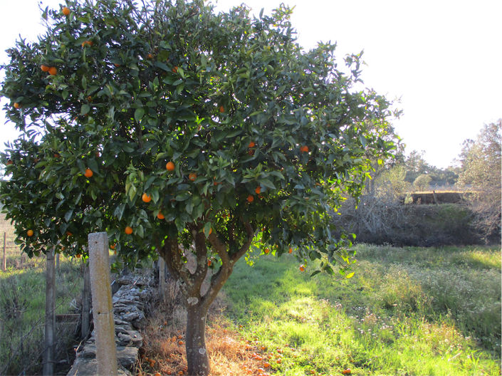 Image No.17-Propriété à vendre à Castelo Branco