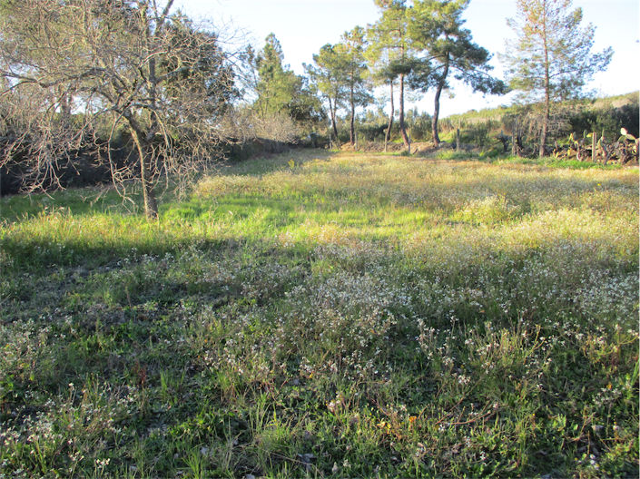Image No.19-Propriété à vendre à Castelo Branco