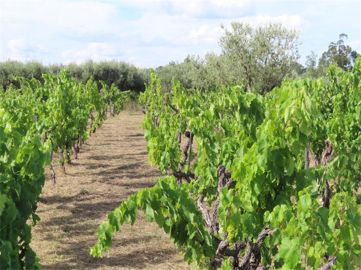 Image No.15-Propriété à vendre à Castelo Branco