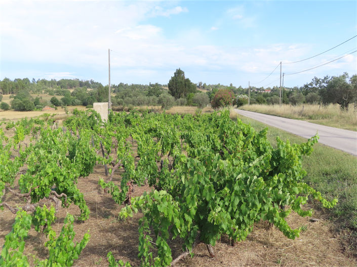Image No.16-Propriété à vendre à Castelo Branco