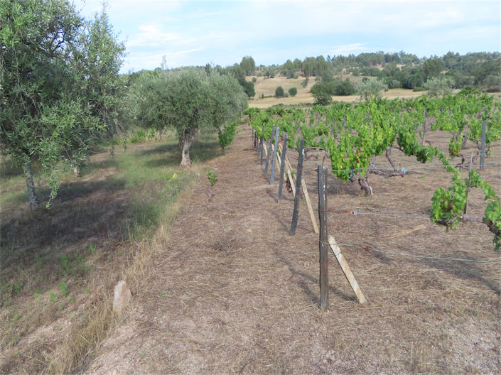 Image No.18-Propriété à vendre à Castelo Branco