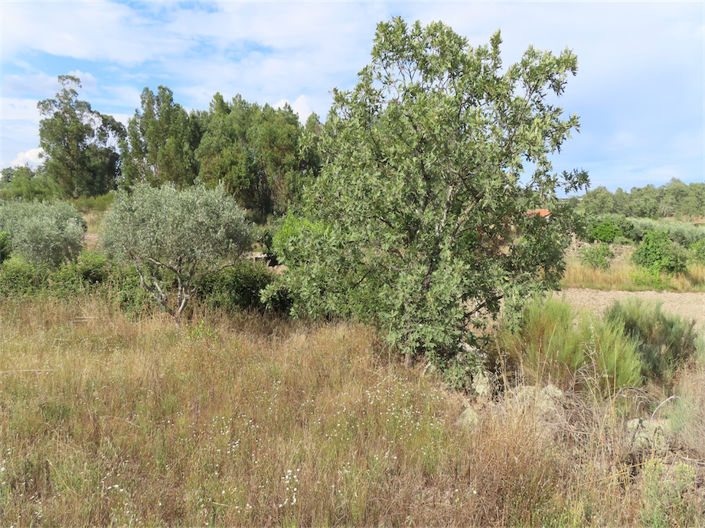 Image No.2-Propriété à vendre à Castelo Branco